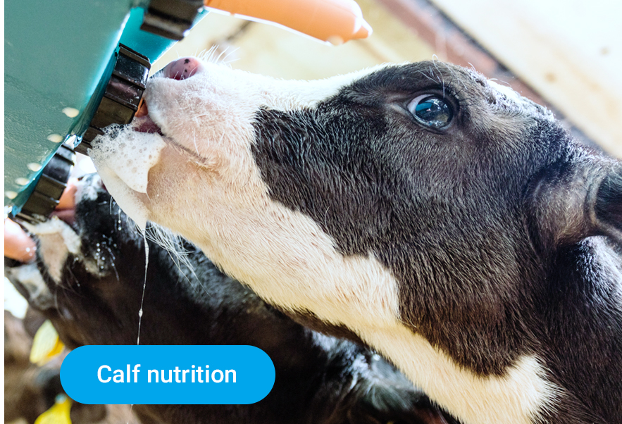 Calf nutrition