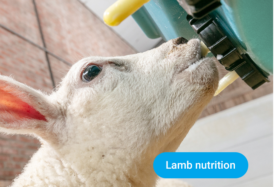 Lamb nutrition